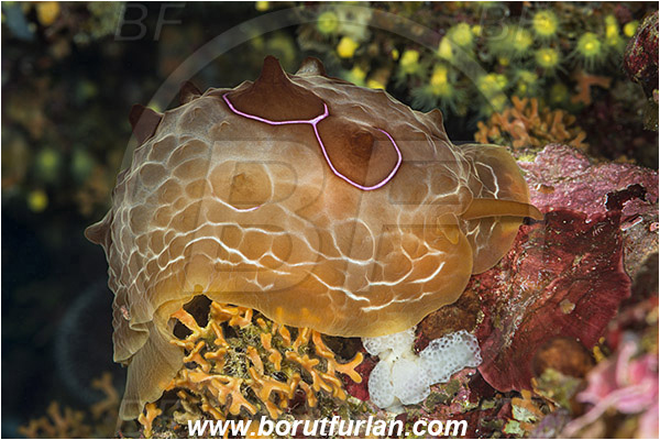 Island Susac, Croatia, Adriatic sea, Mediterranean sea, Pleurobranchus testudinarius, Pleurobranchus, Pleurobranchidae, Side-gilled sea slug, Nudibranch, Sea slug, Gastropoda, Mollusca