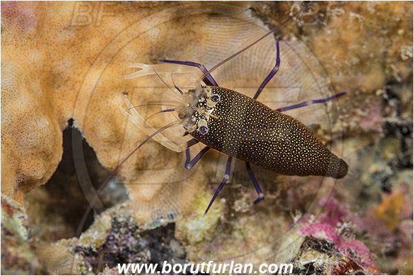 Island Susac, Croatia, Adriatic sea, Mediterranean sea, Gnathophyllum elegans, Gnathophyllum, Palaemonidae, Decapoda, Spotted bumblebee shrimp, Shrimp, Crustacea, Crustacean