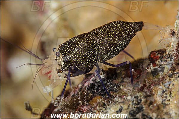 Island Susac, Croatia, Adriatic sea, Mediterranean sea, Gnathophyllum elegans, Gnathophyllum, Palaemonidae, Decapoda, Spotted bumblebee shrimp, Shrimp, Crustacea, Crustacean