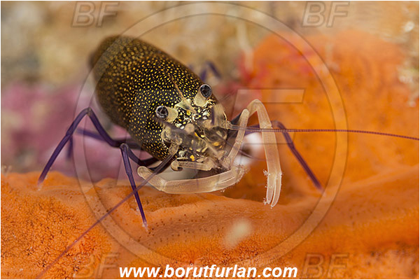 Island Susac, Croatia, Adriatic sea, Mediterranean sea, Gnathophyllum elegans, Gnathophyllum, Palaemonidae, Decapoda, Spotted bumblebee shrimp, Shrimp, Crustacea, Crustacean