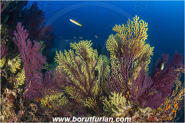 Island Susac, Croatia, Adriatic sea, Mediterranean sea, Paramuricea clavata, Paramuricea, Plexauridae, Mediterranean gorgonian, Sea fan, Coral, Cnidaria, Cnidarian, Reef