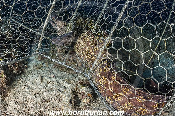 Island Susac, Croatia, Adriatic sea, Mediterranean sea, Muraena helena, Muraena, Muraenidae, Mediterranean moray, Moray, Fish, Fish trap, Caught fish