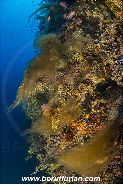 Island Susac, Croatia, Adriatic sea, Mediterranean sea, Paramuricea clavata, Paramuricea, Plexauridae, Mediterranean gorgonian, Sea fan, Coral, Cnidaria, Cnidarian, Reef, Algae over corals