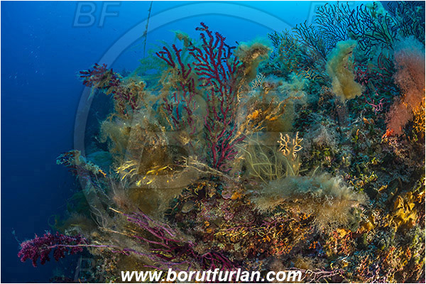 Island Susac, Croatia, Adriatic sea, Mediterranean sea, Paramuricea clavata, Paramuricea, Plexauridae, Mediterranean gorgonian, Sea fan, Coral, Cnidaria, Cnidarian, Reef, Algae over corals