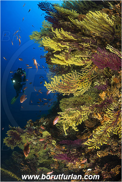 Island Susac, Croatia, Adriatic sea, Mediterranean sea, Paramuricea clavata, Paramuricea, Plexauridae, Mediterranean gorgonian, Sea fan, Coral, Cnidaria, Cnidarian, Reef, Diver