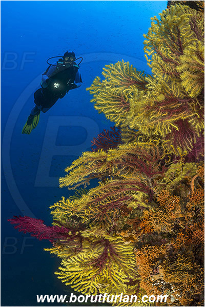 Island Susac, Croatia, Adriatic sea, Mediterranean sea, Paramuricea clavata, Paramuricea, Plexauridae, Mediterranean gorgonian, Sea fan, Coral, Cnidaria, Cnidarian, Reef, Diver