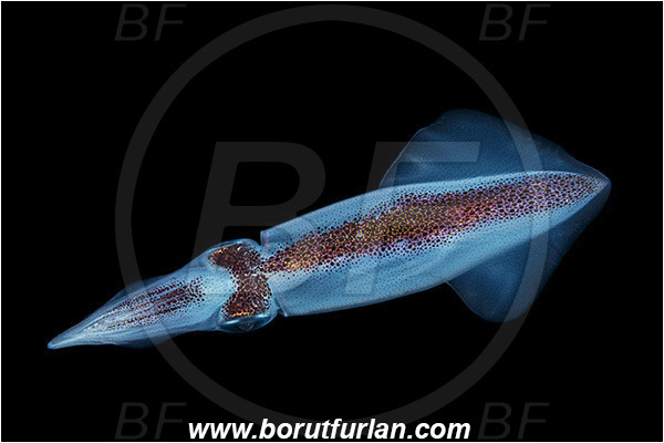 Island Susac, Croatia, Adriatic sea, Mediterranean sea, Loligo vulgaris, Loligo, Loliginidae, European squid, Common squid, Squid, Cephalopoda, Mollusca, Mollusc