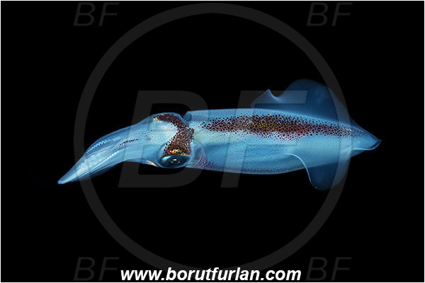 Island Susac, Croatia, Adriatic sea, Mediterranean sea, Loligo vulgaris, Loligo, Loliginidae, European squid, Common squid, Squid, Cephalopoda, Mollusca, Mollusc