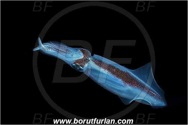 Island Susac, Croatia, Adriatic sea, Mediterranean sea, Loligo vulgaris, Loligo, Loliginidae, European squid, Common squid, Squid, Cephalopoda, Mollusca, Mollusc