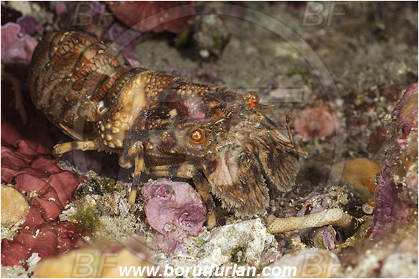 Island Susac, Croatia, Adriatic sea, Mediterranean sea, Scyllarus arctus, Scyllarus, Scyllaridae, Decapoda, Small European slipper lobster, Slipper lobster, Lobster, Crustacea, Crustacean