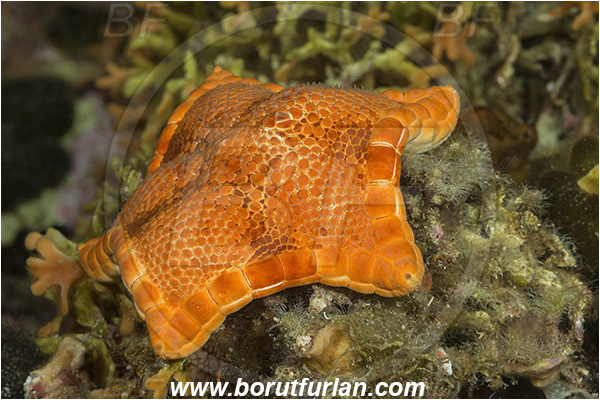 Island Susac, Croatia, Adriatic sea, Mediterranean sea, Peltaster placenta, Peltaster, Goniasteridae, Penta starfish, Strafish, Asteroidea, Echinodermata, Echinoderm
