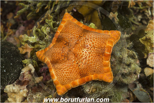 Island Susac, Croatia, Adriatic sea, Mediterranean sea, Peltaster placenta, Peltaster, Goniasteridae, Penta starfish, Strafish, Asteroidea, Echinodermata, Echinoderm