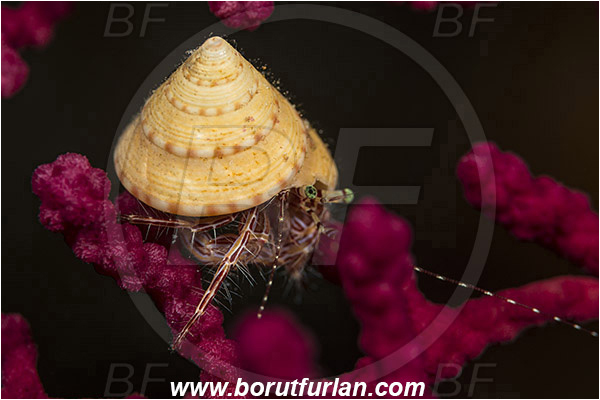 Island Susac, Croatia, Adriatic sea, Mediterranean sea, Pagurus anachoretus, Pagurus, Paguridae, Crustacea, Crustacean, Long-armed Hermit Crab, Hermit crab, Crab
