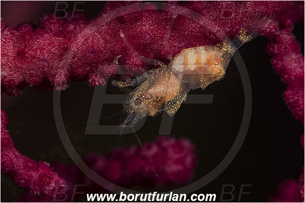 Island Susac, Croatia, Adriatic sea, Mediterranean sea, Balssia gasti, Balssia, Palaemonidae, Decapoda, Pontoniine shrimp, Shrimp, Crustacea, Crustacean