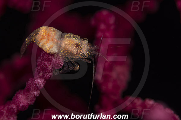 Island Susac, Croatia, Adriatic sea, Mediterranean sea, Balssia gasti, Balssia, Palaemonidae, Decapoda, Pontoniine shrimp, Shrimp, Crustacea, Crustacean