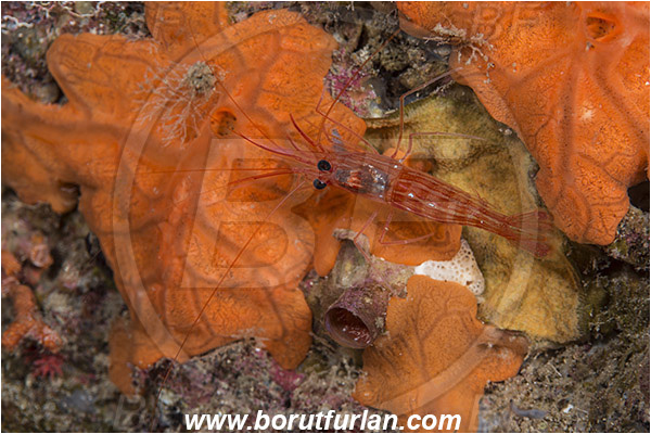 Island Susac, Croatia, Adriatic sea, Mediterranean sea, Lysmata seticaudata, Lysmata, Lysmatidae, Decapoda, Mediterranean Cleaner Shrimp, Shrimp, Crustacea, Crustacean