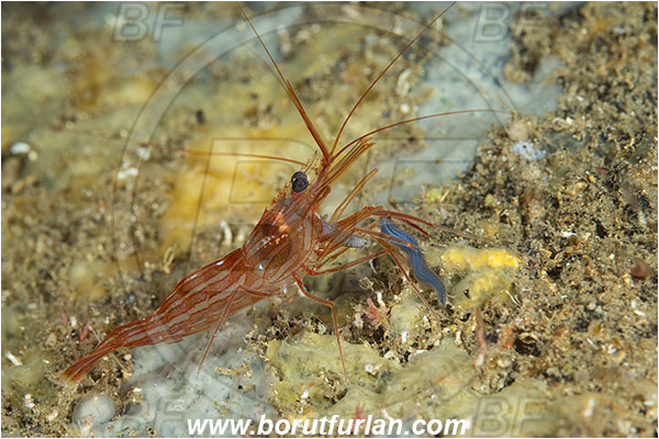 Island Susac, Croatia, Adriatic sea, Mediterranean sea, Lysmata seticaudata, Lysmata, Lysmatidae, Decapoda, Mediterranean Cleaner Shrimp, Shrimp, Crustacea, Crustacean, Feeding, Feeding on worm