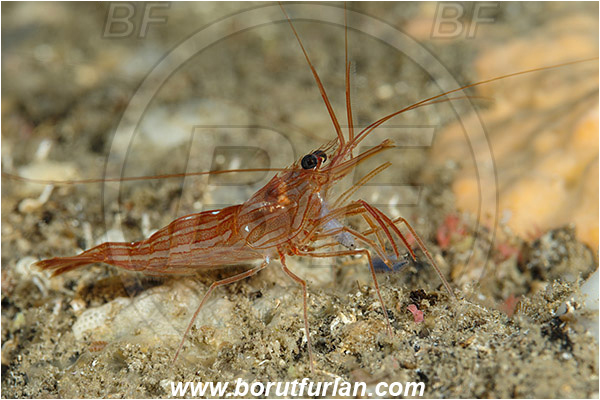 Island Susac, Croatia, Adriatic sea, Mediterranean sea, Lysmata seticaudata, Lysmata, Lysmatidae, Decapoda, Mediterranean Cleaner Shrimp, Shrimp, Crustacea, Crustacean, Feeding, Feeding on worm