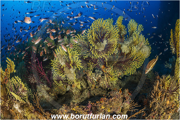 Island Susac, Croatia, Adriatic sea, Mediterranean sea, Paramuricea clavata, Paramuricea, Plexauridae, Mediterranean gorgonian, Sea fan, Coral, Cnidaria, Cnidarian, Anthias anthias, Anthias, Serranidae, Swallowtail seaperch, Seaperch, Fish, Fish school, Reef