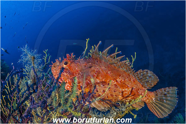 Island Susac, Croatia, Adriatic sea, Mediterranean sea, Scorpaena scrofa, Scorpaena, Scorpaenidae, Great red scorpionfish, Scorpionfish, Fish, Reef