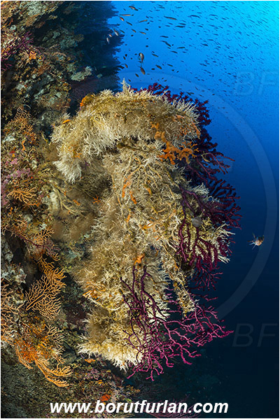 Island Susac, Croatia, Adriatic sea, Mediterranean sea, Paramuricea clavata, Paramuricea, Plexauridae, Mediterranean gorgonian, Sea fan, Coral, Cnidaria, Cnidarian, Salmacina sp., Salmacina, Serpulidae, Colony of tangled tube worm, Worm, Polychaeta, Reef
