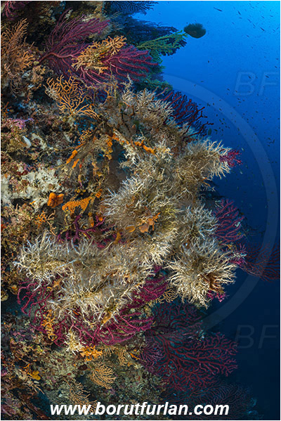 Island Susac, Croatia, Adriatic sea, Mediterranean sea, Paramuricea clavata, Paramuricea, Plexauridae, Mediterranean gorgonian, Sea fan, Coral, Cnidaria, Cnidarian, Salmacina sp., Salmacina, Serpulidae, Colony of tangled tube worm, Worm, Polychaeta, Reef