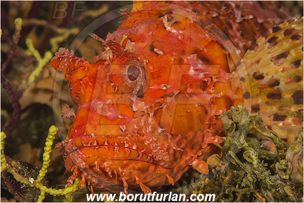 Island Susac, Croatia, Adriatic sea, Mediterranean sea, Scorpaena scrofa, Scorpaena, Scorpaenidae, Great red scorpionfish, Scorpionfish, Fish, Portrait