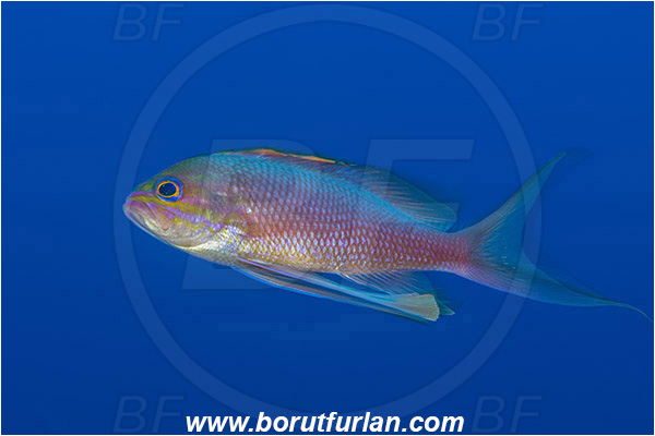 Island Susac, Croatia, Adriatic sea, Mediterranean sea, Anthias anthias, Anthias, Serranidae, Swallowtail seaperch, Seaperch, Fish