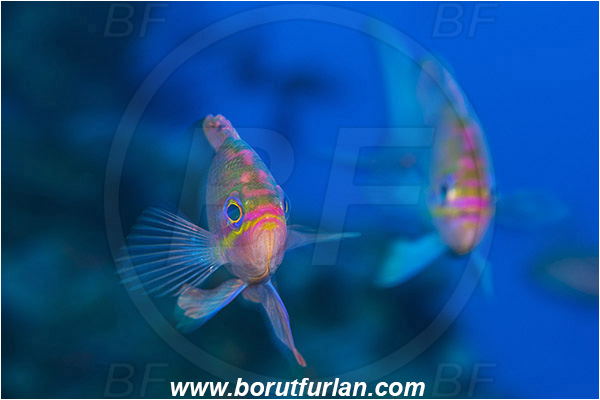 Island Susac, Croatia, Adriatic sea, Mediterranean sea, Anthias anthias, Anthias, Serranidae, Swallowtail seaperch, Seaperch, Fish, Portrait