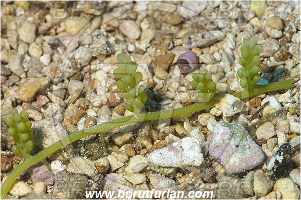 Island Lastovo, Croatia, Adriatic sea, Mediterranean sea, Reef, Caulerpa racemosa, Caulerpa, Caulerpaceae, Sea grapes, Algae