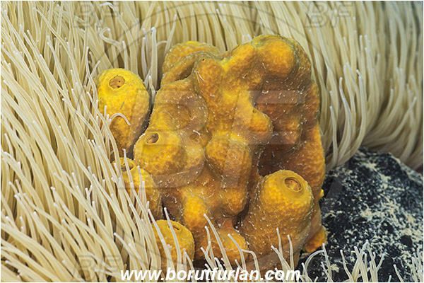 Piran, Slovenia, Adriatic sea, Mediterranean sea, Anemonia sulcata, Anemonia, Actiniidae, Mediterranean snakelocks sea anemone, Anemone, Anthozoa, Cnidaria, Cnidarian, Aplysina aerophoba, Aplysina, Aplysinidae, Yellow Tube Sponge, Golden Sponge, Sponge, Porifera