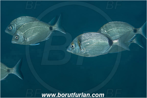 Piran, Slovenia, Adriatic sea, Mediterranean sea, Diplodus sargus, Diplodus vulgaris, Diplodus, Sparidae, Common two-banded seabream, White seabream, Seabream, Fish