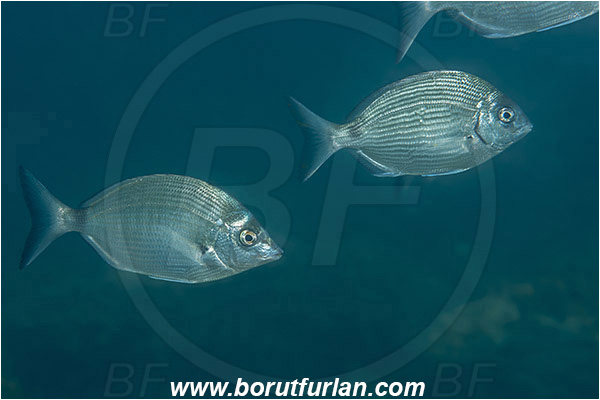 Piran, Slovenia, Adriatic sea, Mediterranean sea, Diplodus sargus, Diplodus puntazzo, Diplodus, Sparidae, Sharpsnout seabream, White seabream, Seabream, Fish