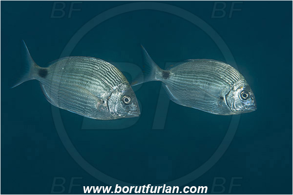 Piran, Slovenia, Adriatic sea, Mediterranean sea, Diplodus sargus, Diplodus, Sparidae, White seabream, Seabream, Fish