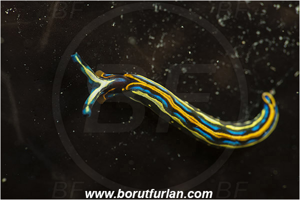 Piran, Slovenia, Adriatic sea, Mediterranean sea, Thuridilla hopei, Thuridilla, Plakobranchidae, Hope