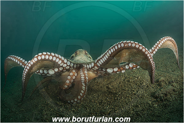 Piran, Slovenia, Adriatic sea, Mediterranean sea, Octopus vulgaris, Octopus, Octopodidae, Common octopus, Cephalopoda, Mollusca, Mollusc, Sand