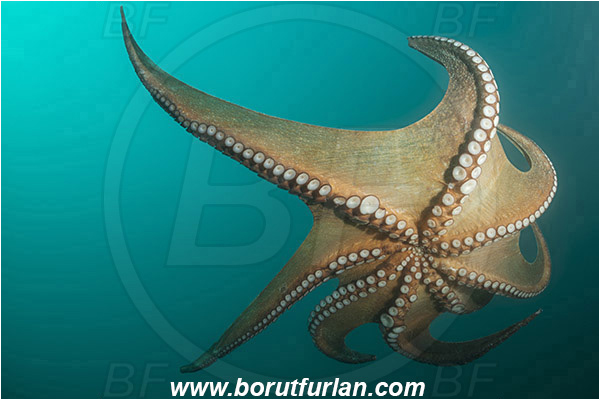 Piran, Slovenia, Adriatic sea, Mediterranean sea, Octopus vulgaris, Octopus, Octopodidae, Common octopus, Cephalopoda, Mollusca, Mollusc, Swimming