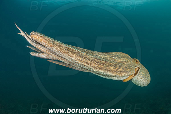 Piran, Slovenia, Adriatic sea, Mediterranean sea, Octopus vulgaris, Octopus, Octopodidae, Common octopus, Cephalopoda, Mollusca, Mollusc, Swimming