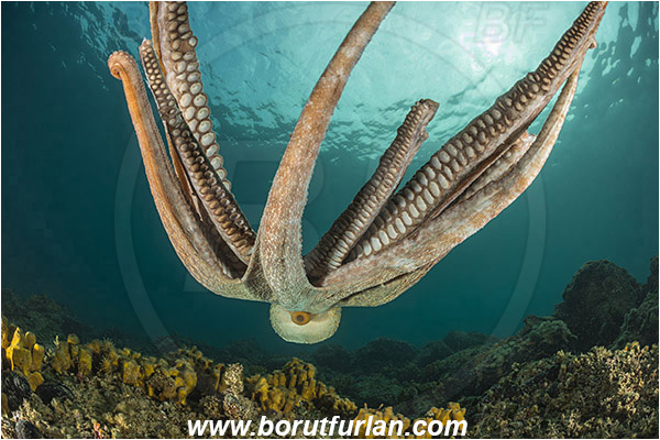 Piran, Slovenia, Adriatic sea, Mediterranean sea, Octopus vulgaris, Octopus, Octopodidae, Common octopus, Cephalopoda, Mollusca, Mollusc, Reef, Swimming