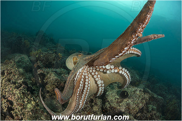 Piran, Slovenia, Adriatic sea, Mediterranean sea, Octopus vulgaris, Octopus, Octopodidae, Common octopus, Cephalopoda, Mollusca, Mollusc, Reef