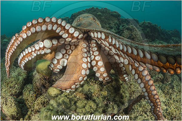 Piran, Slovenia, Adriatic sea, Mediterranean sea, Octopus vulgaris, Octopus, Octopodidae, Common octopus, Cephalopoda, Mollusca, Mollusc, Reef