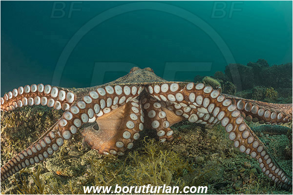 Piran, Slovenia, Adriatic sea, Mediterranean sea, Octopus vulgaris, Octopus, Octopodidae, Common octopus, Cephalopoda, Mollusca, Mollusc, Reef