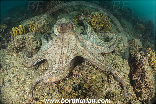 Piran, Slovenia, Adriatic sea, Mediterranean sea, Octopus vulgaris, Octopus, Octopodidae, Common octopus, Cephalopoda, Mollusca, Mollusc, Reef