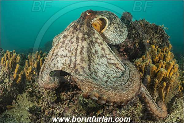 Piran, Slovenia, Adriatic sea, Mediterranean sea, Octopus vulgaris, Octopus, Octopodidae, Common octopus, Cephalopoda, Mollusca, Mollusc, Reef