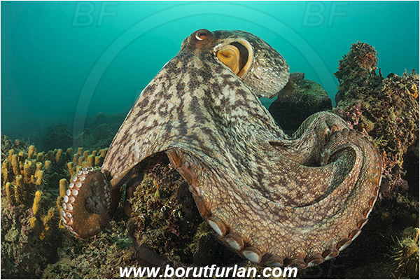 Piran, Slovenia, Adriatic sea, Mediterranean sea, Octopus vulgaris, Octopus, Octopodidae, Common octopus, Cephalopoda, Mollusca, Mollusc, Reef