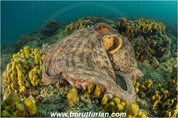 Piran, Slovenia, Adriatic sea, Mediterranean sea, Octopus vulgaris, Octopus, Octopodidae, Common octopus, Cephalopoda, Mollusca, Mollusc, Reef