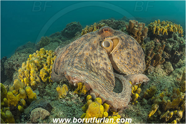 Piran, Slovenia, Adriatic sea, Mediterranean sea, Octopus vulgaris, Octopus, Octopodidae, Common octopus, Cephalopoda, Mollusca, Mollusc, Reef