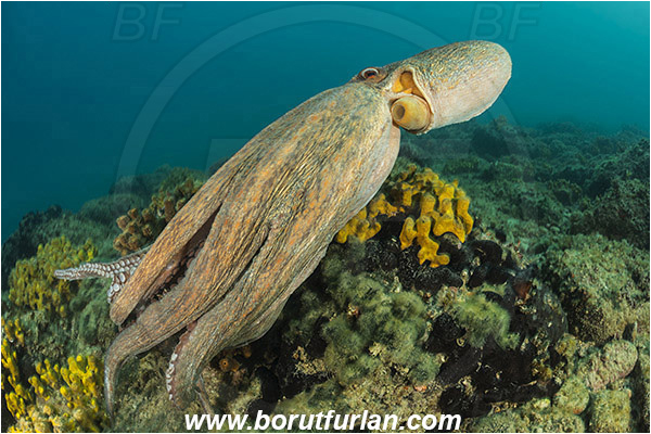 Piran, Slovenia, Adriatic sea, Mediterranean sea, Octopus vulgaris, Octopus, Octopodidae, Common octopus, Cephalopoda, Mollusca, Mollusc, Reef, Swimming
