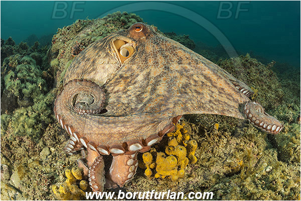 Piran, Slovenia, Adriatic sea, Mediterranean sea, Octopus vulgaris, Octopus, Octopodidae, Common octopus, Cephalopoda, Mollusca, Mollusc, Reef