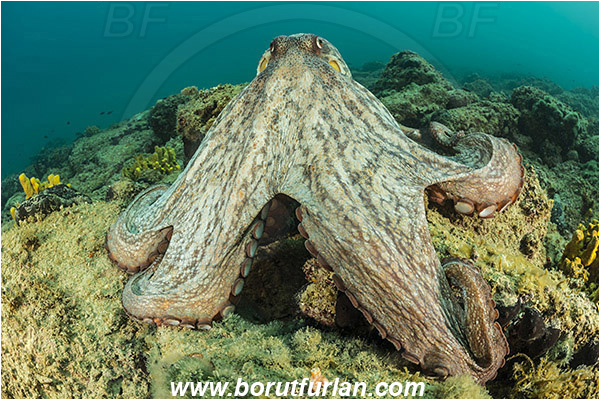 Piran, Slovenia, Adriatic sea, Mediterranean sea, Octopus vulgaris, Octopus, Octopodidae, Common octopus, Cephalopoda, Mollusca, Mollusc, Reef